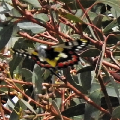 Delias aganippe (Spotted Jezebel) at Lower Cotter Catchment - 2 Mar 2020 by JohnBundock