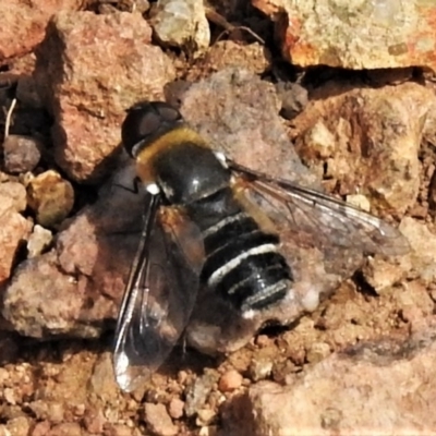 Villa sp. (genus) (Unidentified Villa bee fly) at Lower Cotter Catchment - 2 Mar 2020 by JohnBundock