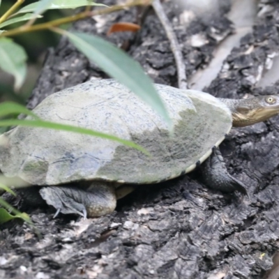 Chelodina longicollis (Eastern Long-necked Turtle) at Campbell, ACT - 24 Feb 2020 by jb2602