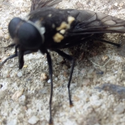 Triclista guttata (March or Horse Fly) at Bermagui, NSW - 2 Mar 2020 by narelle