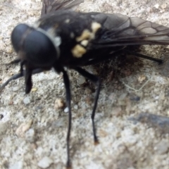 Triclista guttata (March fly) at Bermagui, NSW - 2 Mar 2020 by narelle