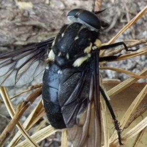 Triclista guttata at Bermagui, NSW - 2 Mar 2020