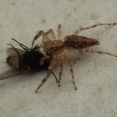 Helpis minitabunda (Threatening jumping spider) at Bermagui, NSW - 1 Mar 2020 by narelle