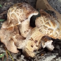 Agarics at Bermagui, NSW - 27 Feb 2020 by narelle