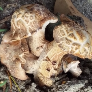 Agarics at Bermagui, NSW - 27 Feb 2020 08:19 AM