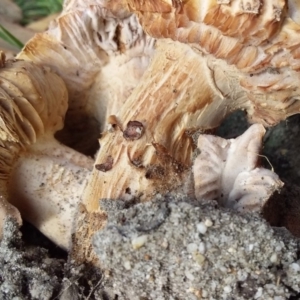 Agarics at Bermagui, NSW - 27 Feb 2020