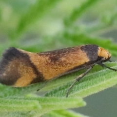 Isomoralla pyrrhoptera (A concealer moth) at Lake Burley Griffin West - 24 Feb 2020 by jbromilow50