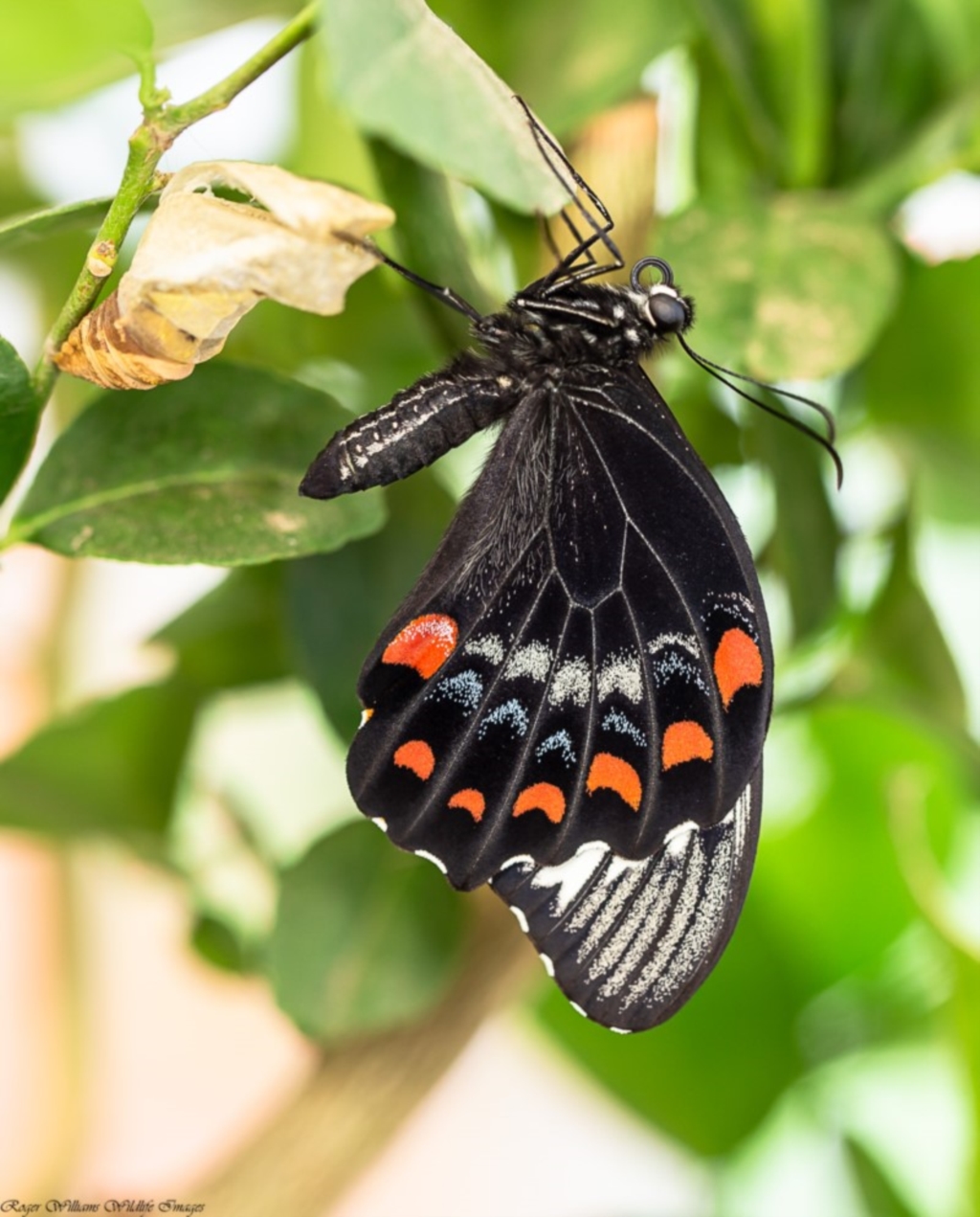 Papilio aegeus at Macgregor, ACT - 2 Mar 2020