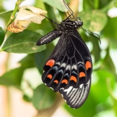 Papilio aegeus (Orchard Swallowtail, Large Citrus Butterfly) at Macgregor, ACT - 2 Mar 2020 by Roger
