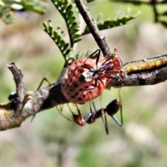 Icerya acaciae (Acacia mealy bug) at Paddys River, ACT - 28 Feb 2020 by JohnBundock