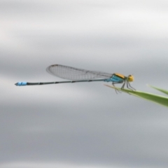 Pseudagrion aureofrons (Gold-fronted Riverdamsel) at Jerrabomberra Wetlands - 24 Feb 2020 by jb2602