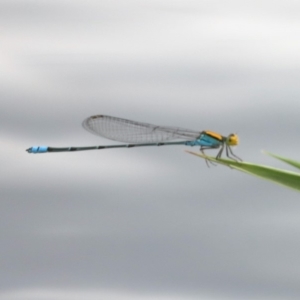 Pseudagrion aureofrons at Campbell, ACT - 24 Feb 2020