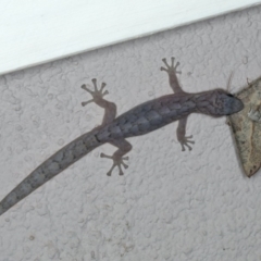 Christinus marmoratus (Southern Marbled Gecko) at Ainslie, ACT - 24 Feb 2020 by jbromilow50