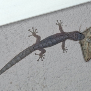 Christinus marmoratus at Ainslie, ACT - 24 Feb 2020