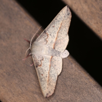 Antictenia punctunculus (A geometer moth) at O'Connor, ACT - 29 Feb 2020 by ibaird