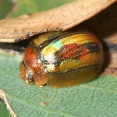 Paropsisterna vittata (Eucalyptus leaf beetle) at Kosciuszko National Park, NSW - 28 Feb 2020 by Harrisi