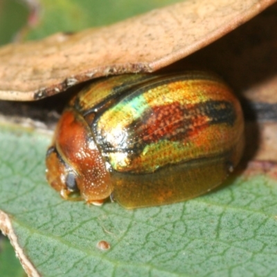 Paropsisterna hectica (A leaf beetle) at Kosciuszko National Park, NSW - 28 Feb 2020 by Harrisi