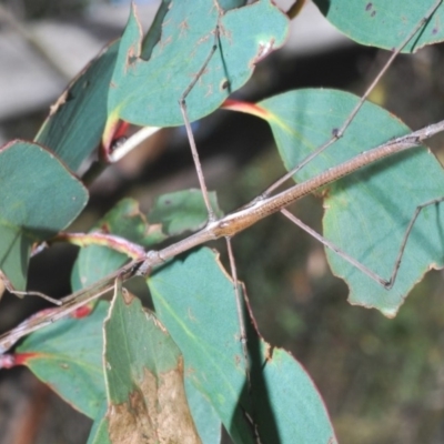 Ctenomorpha marginipennis (Margin-winged stick insect) at Kosciuszko National Park, NSW - 28 Feb 2020 by Harrisi