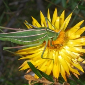 Polichne parvicauda at Kosciuszko National Park, NSW - 28 Feb 2020