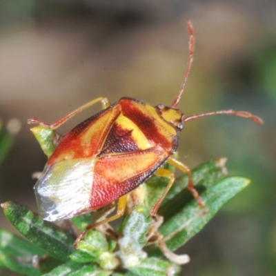 Stauralia sp. (genus) (False stink bug) at Kosciuszko National Park, NSW - 28 Feb 2020 by Harrisi