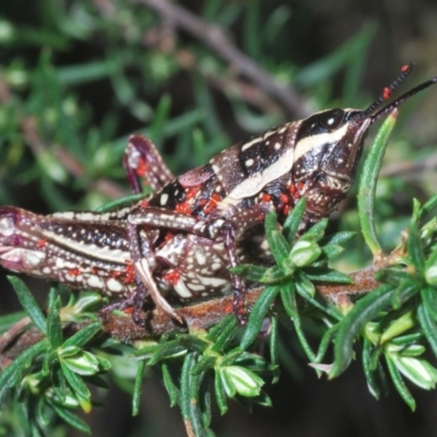 Monistria concinna (Southern Pyrgomorph) at Kosciuszko National Park - 28 Feb 2020 by Harrisi