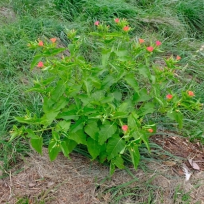 Mirabilis jalapa (Four O'clock Plant or Marvel of Peru) at Florey, ACT - 2 Mar 2020 by Kurt