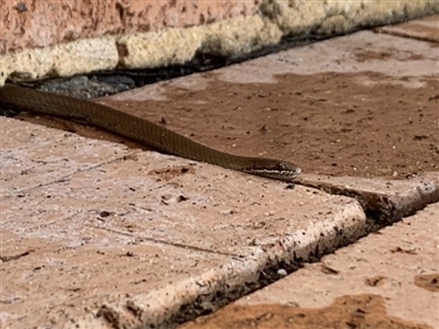 Drysdalia coronoides (White-lipped Snake) at Penrose, NSW - 31 Dec 2019 by Emma.D