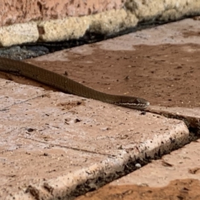 Drysdalia coronoides (White-lipped Snake) at Penrose - 31 Dec 2019 by Emma.D