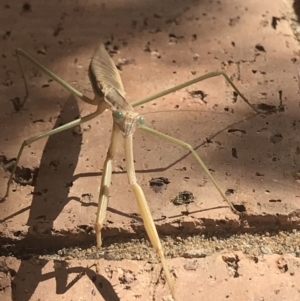 Tenodera australasiae at Penrose - 1 Feb 2020