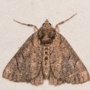 Heliomystis electrica at Cotter River, ACT - 7 Feb 2019 10:17 PM