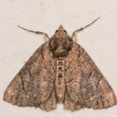 Heliomystis electrica (Electric Moth) at Cotter River, ACT - 7 Feb 2019 by kasiaaus