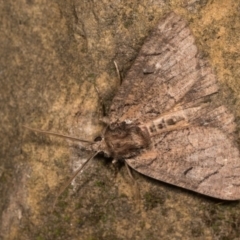 Heliomystis electrica (Electric Moth) at Bimberi Nature Reserve - 7 Feb 2019 by kasiaaus