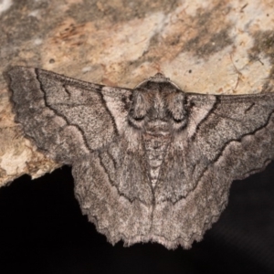 Hypobapta (genus) at Paddys River, ACT - 9 May 2018 08:19 PM