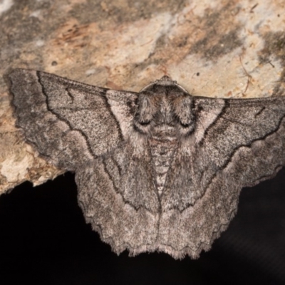 Hypobapta (genus) (A Geometer moth) at Tidbinbilla Nature Reserve - 9 May 2018 by kasiaaus