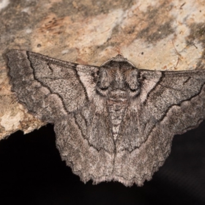 Hypobapta (genus) (A Geometer moth) at Paddys River, ACT - 9 May 2018 by kasiaaus