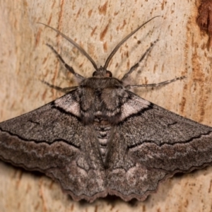 Hypobapta (genus) at Molonglo Valley, ACT - 11 Nov 2018 08:59 PM