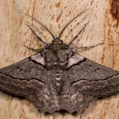 Hypobapta (genus) (A Geometer moth) at Molonglo Valley, ACT - 11 Nov 2018 by kasiaaus