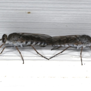 Anabarhynchus sp. (genus) at Ainslie, ACT - 24 Feb 2020