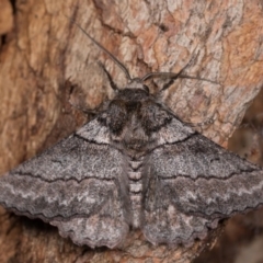 Hypobapta (genus) (A Geometer moth) at Molonglo Valley, ACT - 11 Nov 2018 by kasiaaus