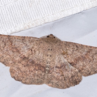 Idiodes (genus) (A Geometer moth (Ennominae)) at Yarralumla, ACT - 11 Nov 2018 by kasiaaus