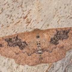 Idiodes apicata (Bracken Moth) at Molonglo Valley, ACT - 11 Nov 2018 by kasiaaus
