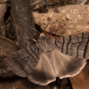 Liometopa rectilinea at Paddys River, ACT - 14 Mar 2018 11:07 PM