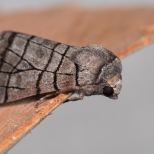 Liometopa rectilinea at Paddys River, ACT - 14 Mar 2018 11:07 PM