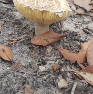 Amanita sp. at Undefined - 3 Mar 2020 09:57 AM