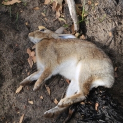 Oryctolagus cuniculus (European Rabbit) at Namadgi National Park - 25 Feb 2020 by Jek