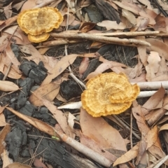 Unidentified Fungus at Cunjurong Point, NSW - 2 Mar 2020 by JulieL
