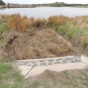 Sagittaria platyphylla at Weston Creek, ACT - 2 Mar 2020