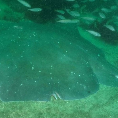 Unidentified Shark / Ray at Bar Beach, Merimbula - 2 Mar 2020 by rickcarey