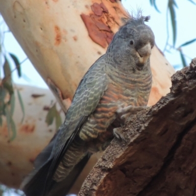 Callocephalon fimbriatum (Gang-gang Cockatoo) at Yarralumla, ACT - 29 Feb 2020 by michaelb