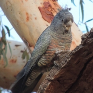 Callocephalon fimbriatum at Yarralumla, ACT - 29 Feb 2020